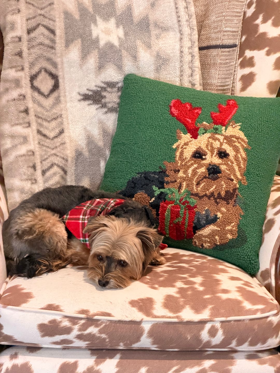 Customer photo review of Red Tartan & Snowflakes Holiday Reversible Snap-on Dog Bandana – Limited Edition Style