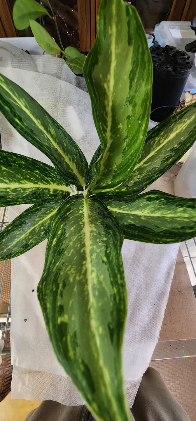 Customer photo review of Aglaonema 'White Rain'