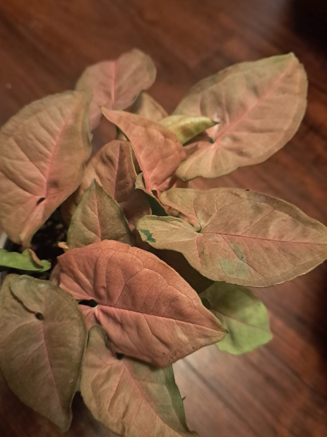 Customer photo review of Syngonium podophyllum ‘Pink Lava’