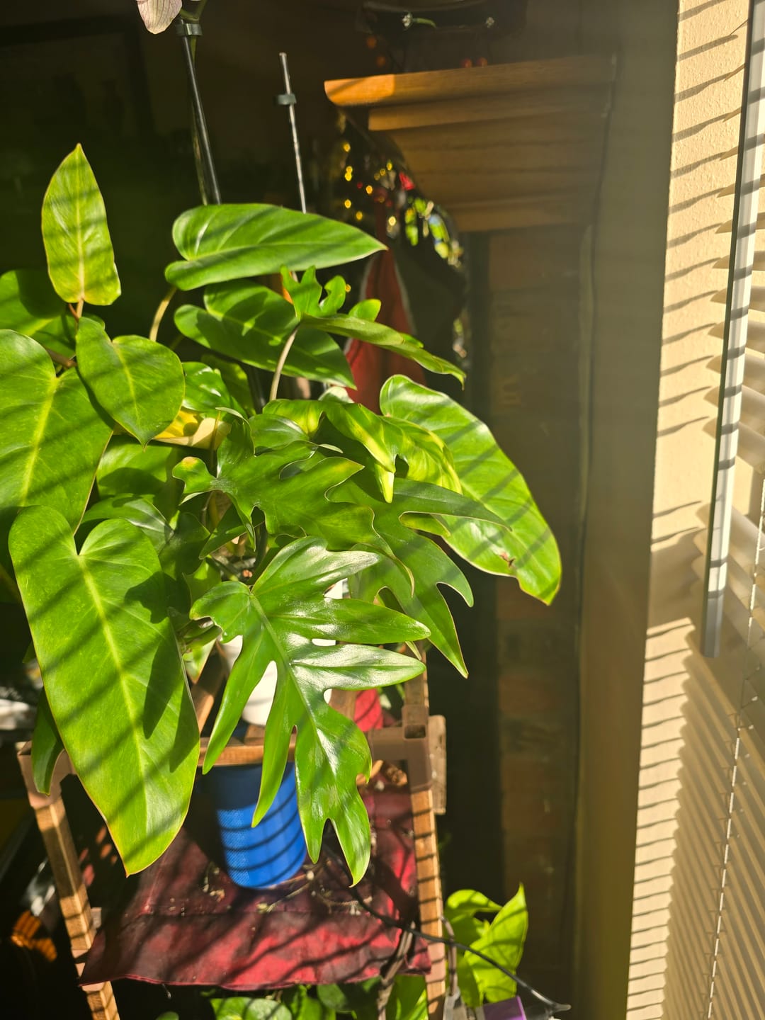 Customer photo review of Philodendron mayoi