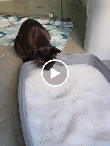 Customer video review of Fit Litter