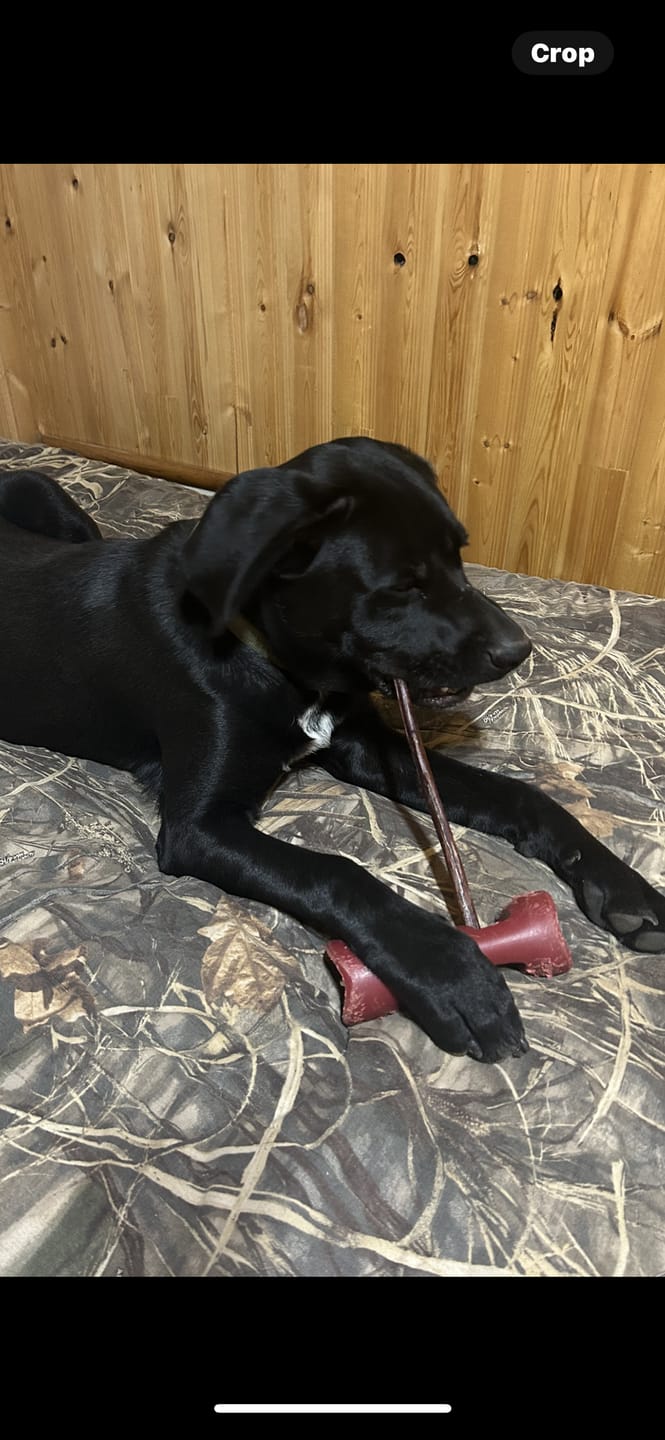Customer photo review of 10-12 Inch Champion Chew