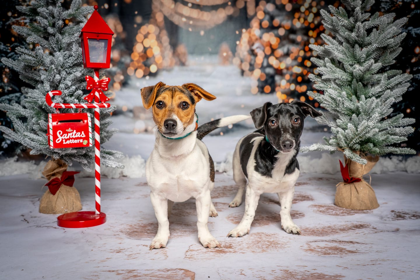 Customer photo review of All Weather Dog Collar