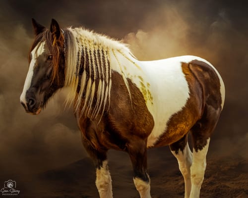 Customer review image of a brown and white horse edited with an artistic effect using the Fur Babies Photoshop Actions.