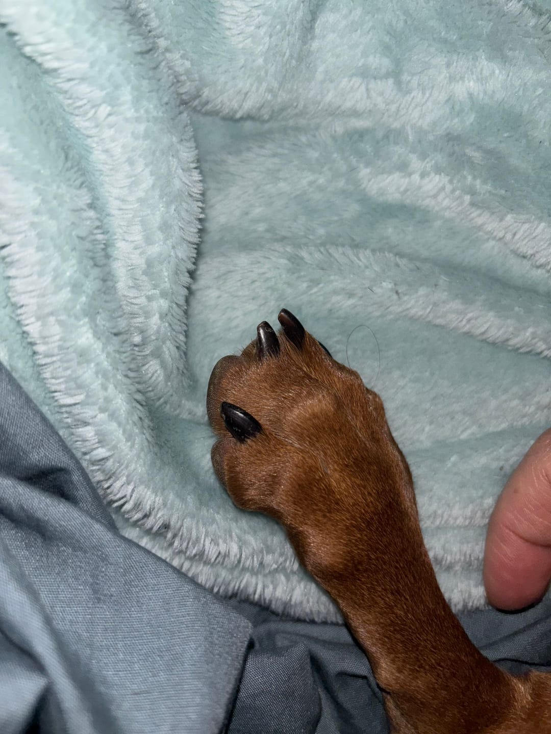 Customer photo review of Limador THE DOGS NAILS — Uñas cortas sin miedo, en casa