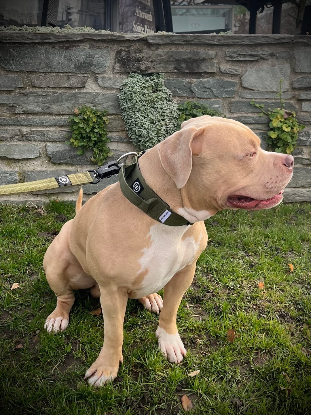 Customer photo review of 5cm Combat® Collar | With Handle & Secure Clip - Khaki