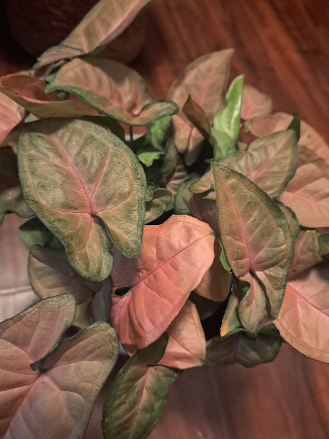 Customer photo review of Syngonium podophyllum 'Regina Red'