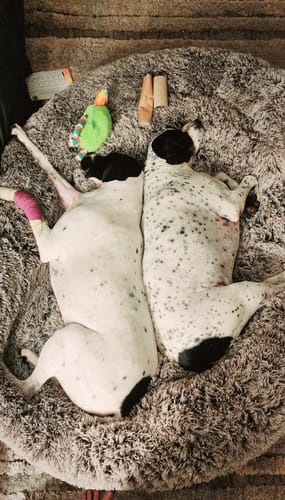 Customer's two large dogs sleeping soundly together in the fluffy, grey Human Size Nap Bed.