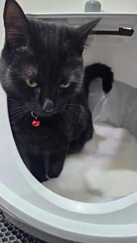 Customer photo review of 3 Month Supply - 1 Cat