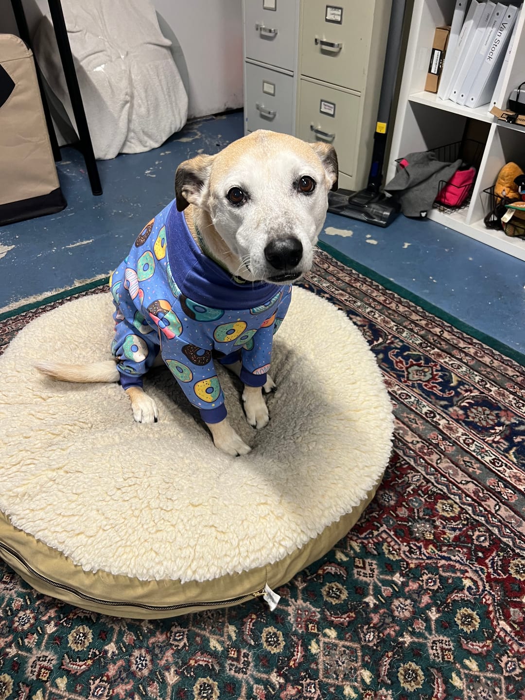 Customer photo review of Dog Pajama - Donuts