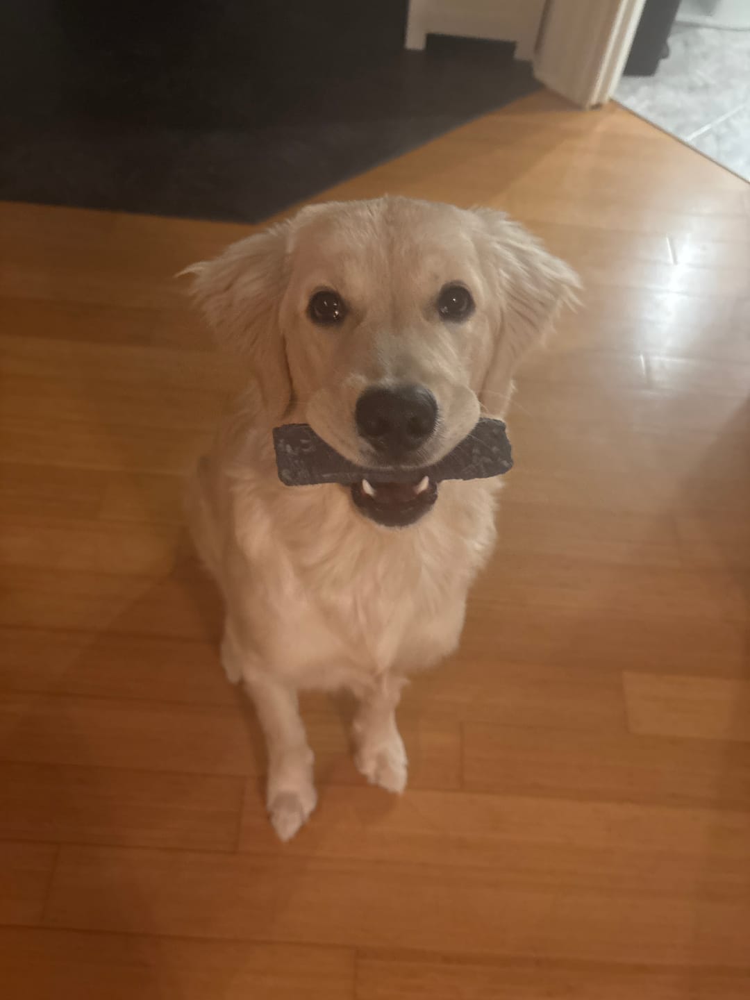 Customer photo review of Blueberry Himalayan Yak Chew (MEDIUM)