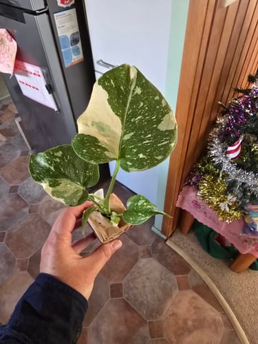 Customer photo review of Monstera Thai Constellation – Variegated “Fruit Salad” Plant with Creamy Speckled Leaves