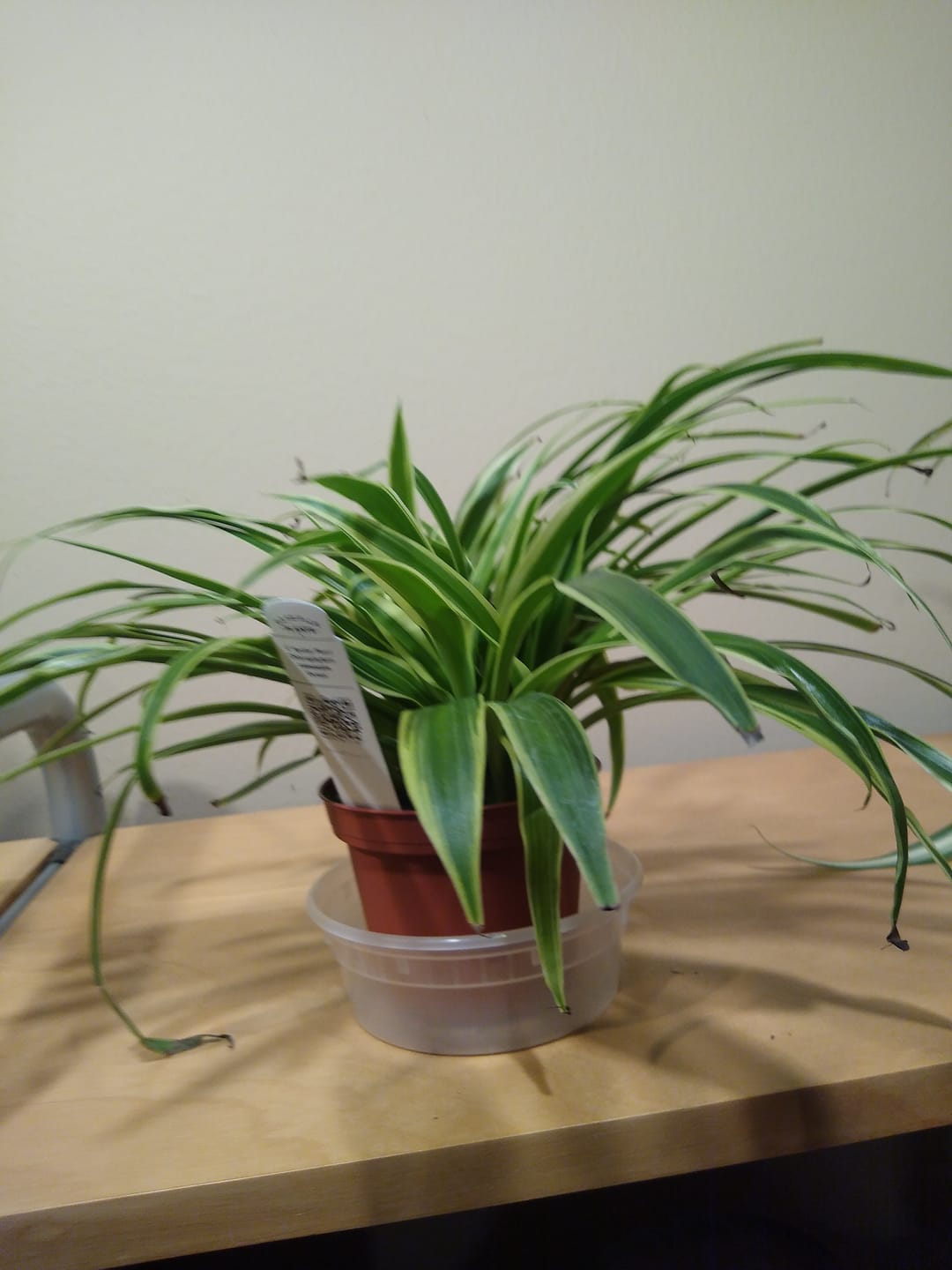 Customer photo review of Spider Plant Chlorophytum comosum