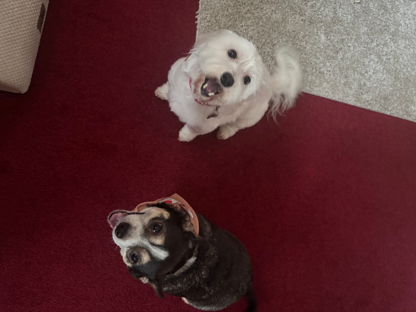 Customer photo review of Pet Probiotic Ear Care - 100ml Spray