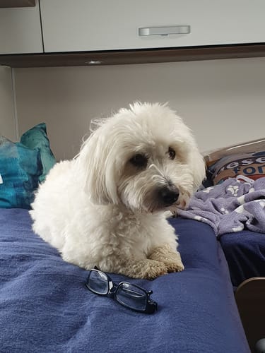 Kundenbewertung: Ein kleiner, weißer Coton de Tuléar liegt auf einer blauen Decke.