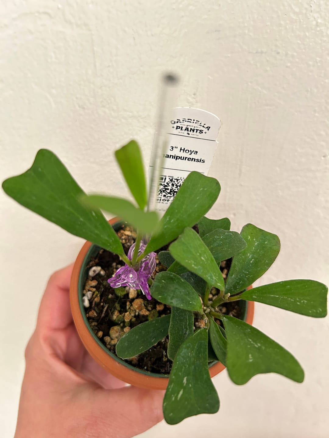 Customer photo review of Hoya manipurensis