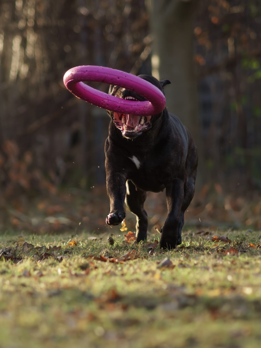 Customer photo review of Staffordshire Bull Terrier 1935® Pull Ring - Pink