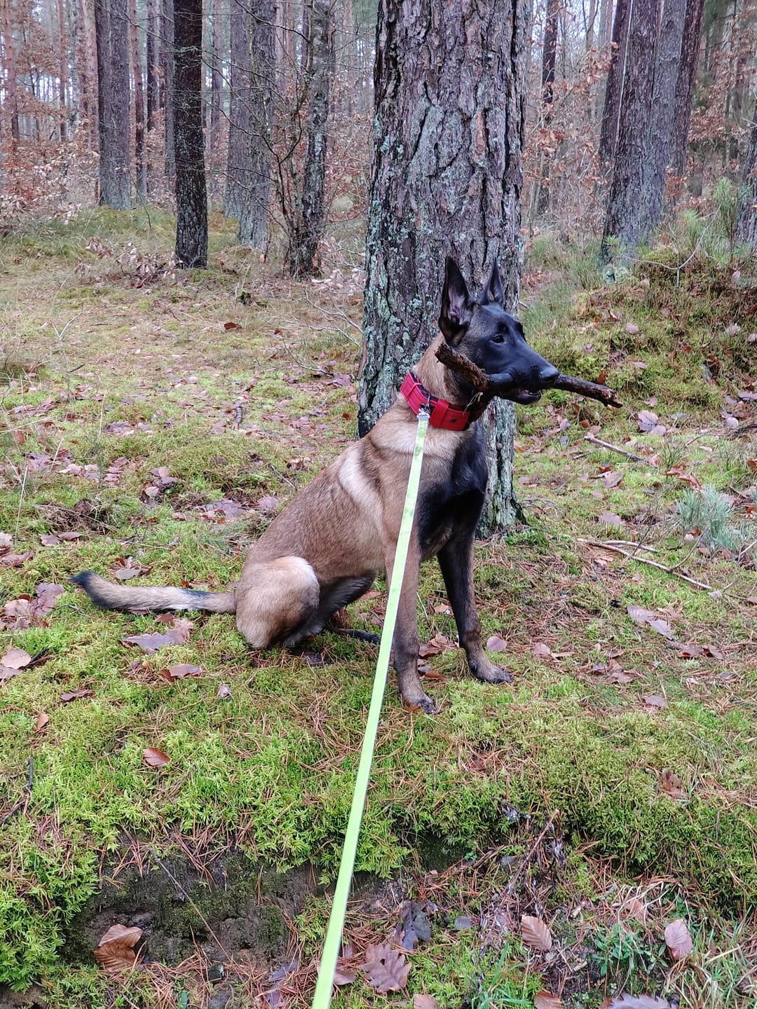 Customer photo review of Obroża dla psa z imieniem - Personal Standard