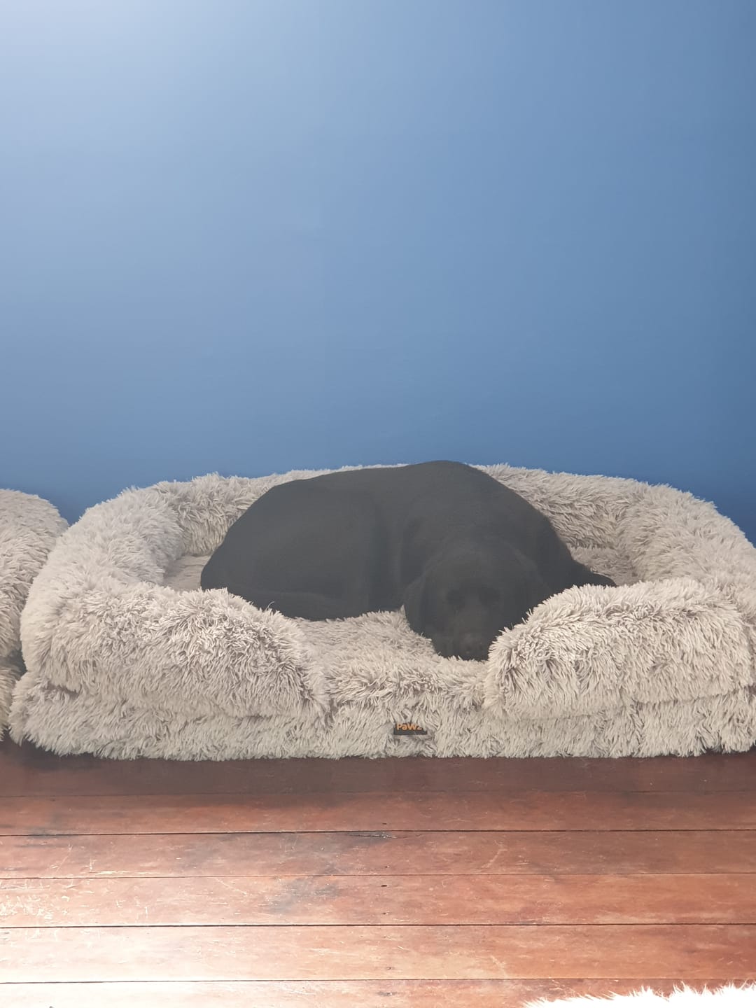 Customer photo review of Pet Orthopaedic Bed