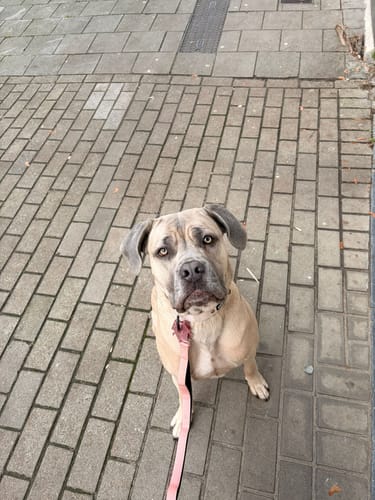 Customer photo review of Ladder Combat® Multiple Handles Lead - Pink