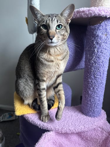 Customer photo review of 3 Month Supply - 3 Cat