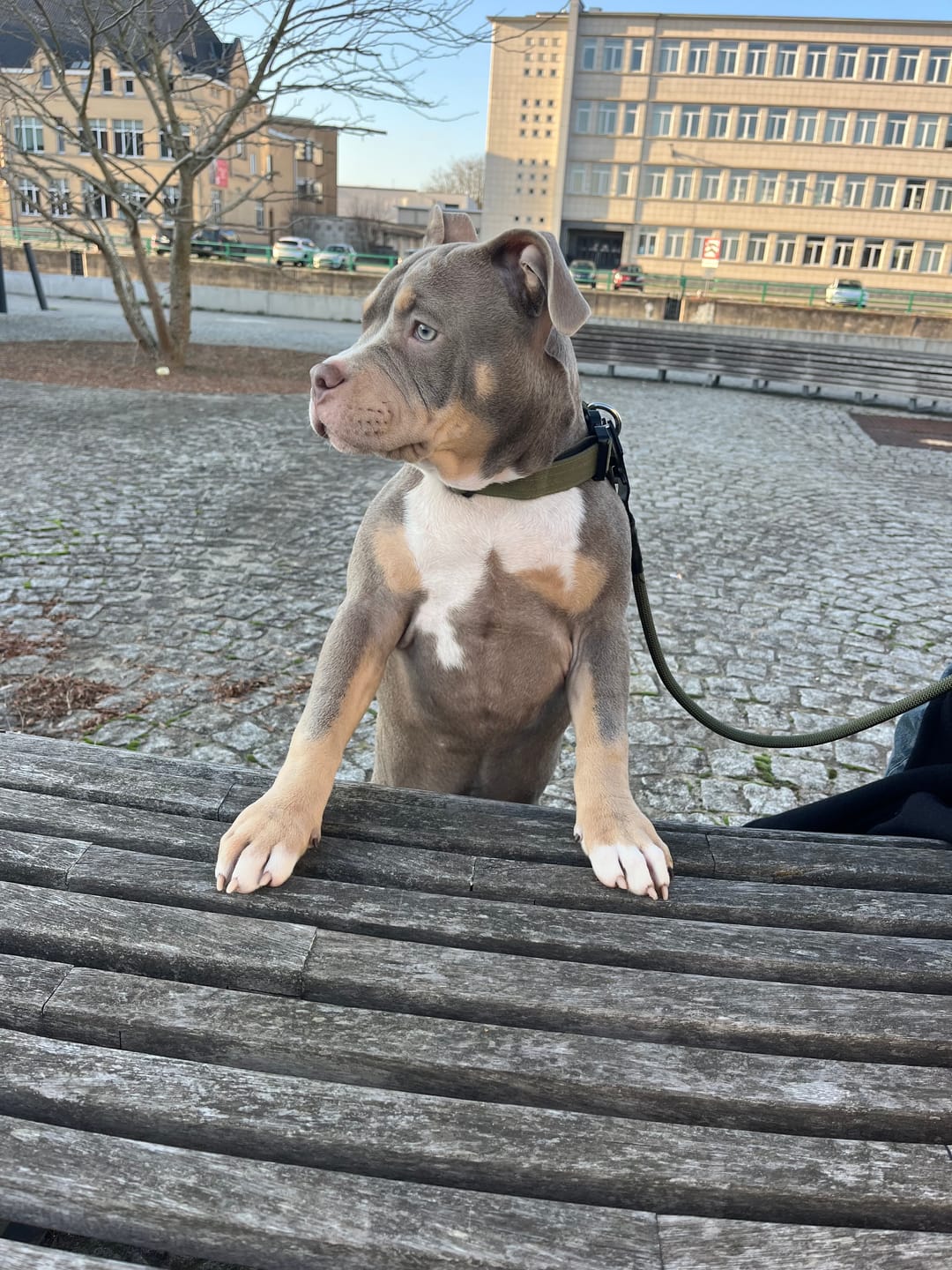 Customer photo review of 2.5cm Combat® Collar | With Handle & Rated Clip - Khaki