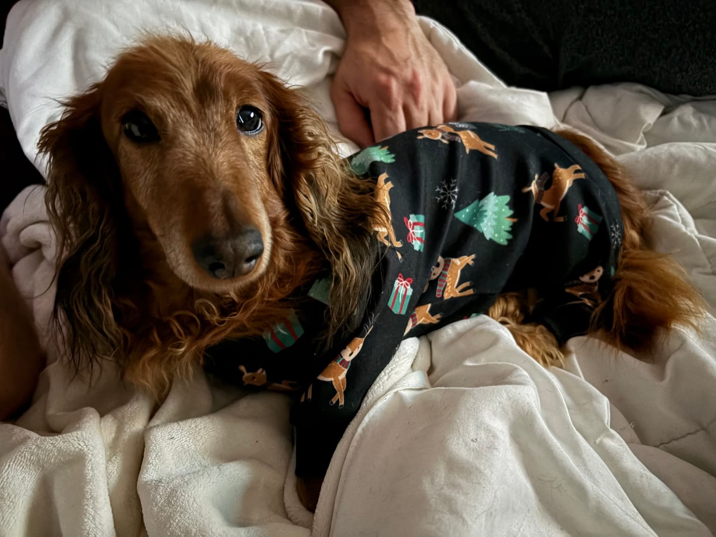 Customer photo review of Dog Christmas Pajama - Reindeers
