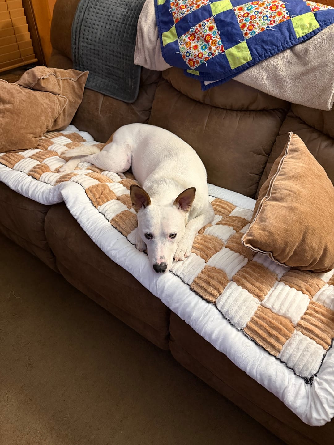 Customer photo review of NEW 2-in-1 Furniture Protector & Dog Bed Couch Cover with Thick Orthopedic Padding, Non-Slip Grip, Scratch-Resistant Surface & Machine-Washable Fabric