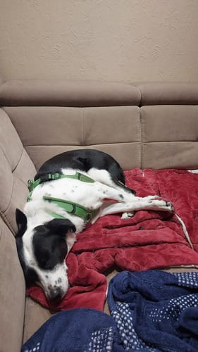 Ein Kunde zeigt seinen entspannten Hund, der nach der Einnahme von Relax Time auf dem Sofa schläft.