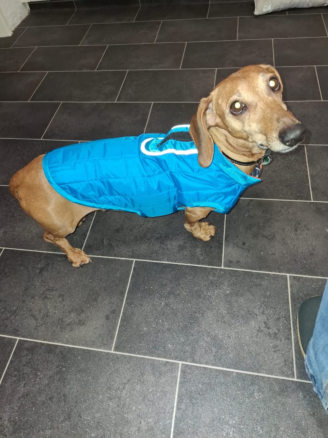 Customer photo review of Emmalove - Wasserdichte Hundeweste