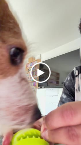 Customer video review of Lucky Belly