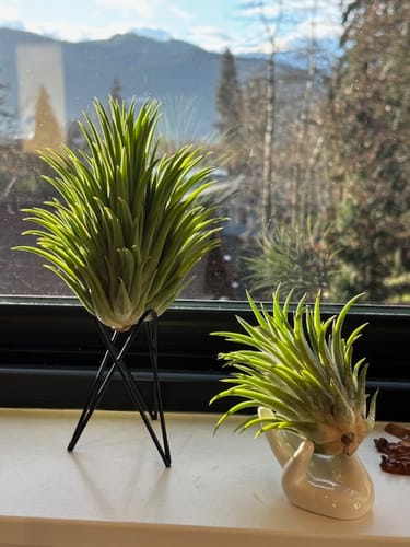 Customer photo review of Ionantha ‘Torch’