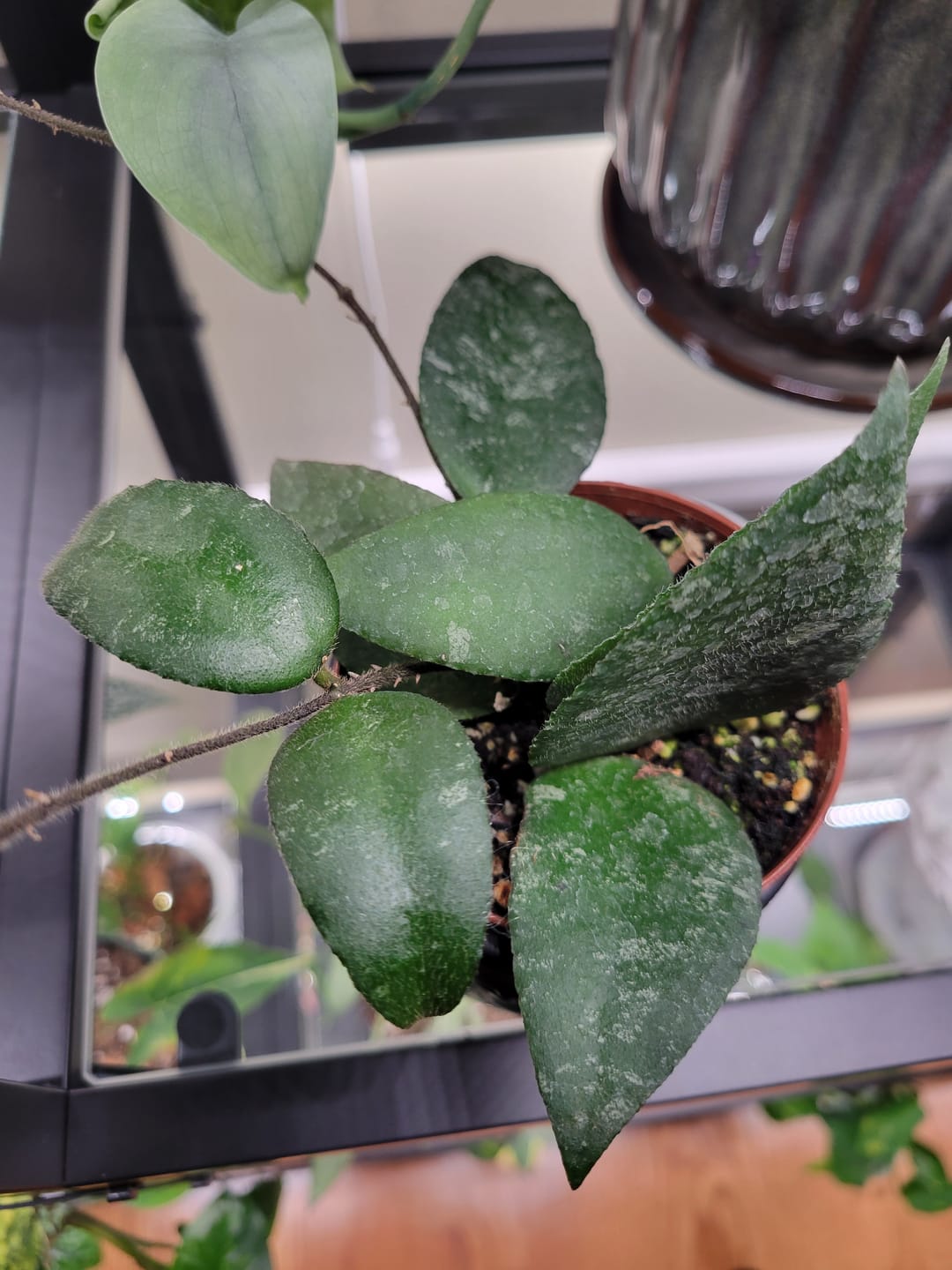 Customer photo review of Hoya caudata