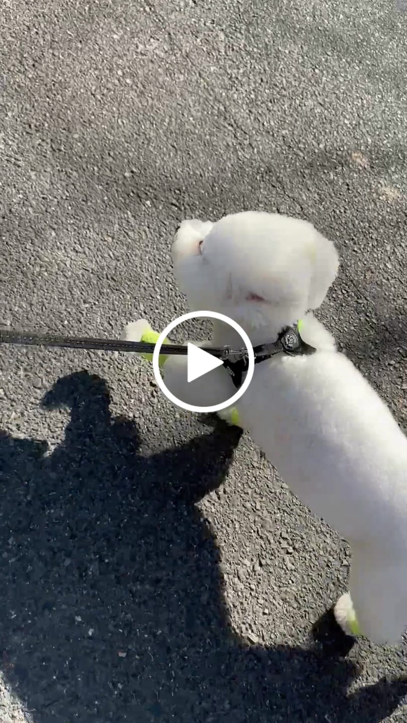 Customer video review of Stretchy Fleece Dog Leg Warmer Sleeves - Grey