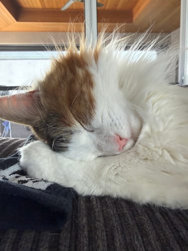 Customer photo review of 1 Month Supply – 2 Cat