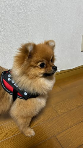 Customer photo review of FunFunPet 高機能ハーネス（お名前タグ作成サービス付き）