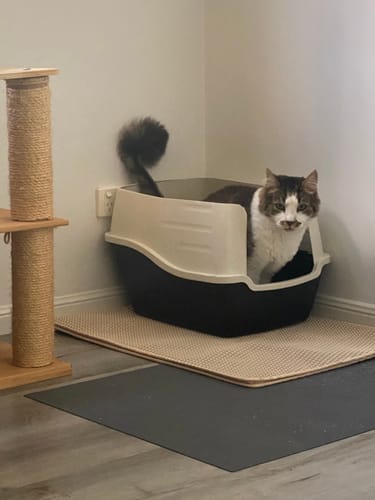 Customer photo review of 1 Month Supply – 1 Cat