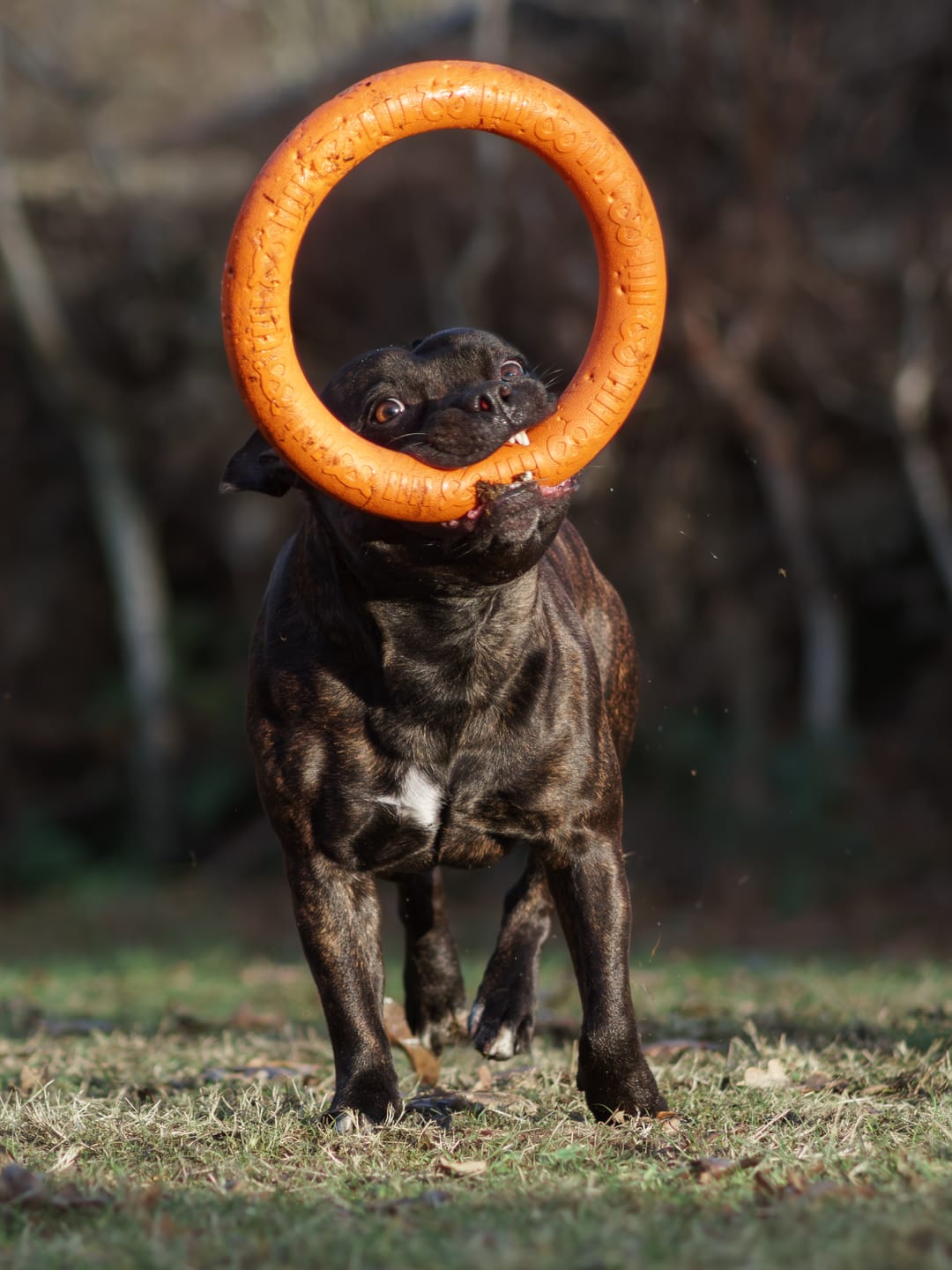 Customer photo review of Staffordshire Bull Terrier 1935® Pull Ring - Orange