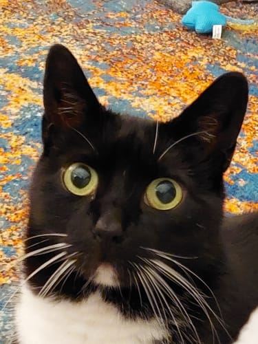 Customer photo review of 1 Month Supply – 1 Cat