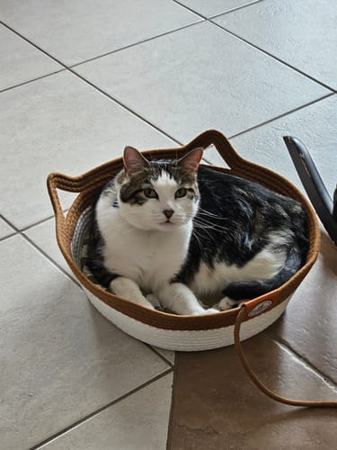 Customer photo review of Instinct Basket | Handwoven & Chemical-Free Cat Territory