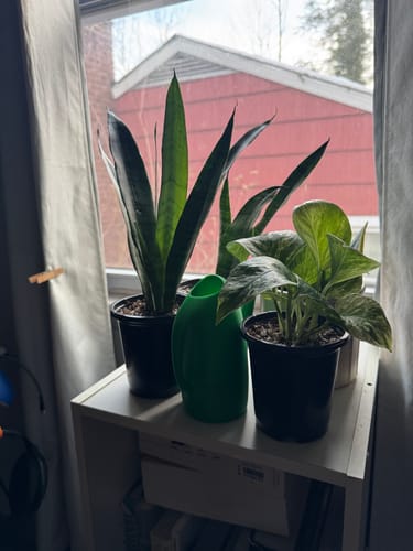 Customer photo review of Sansevieria Zeylanica Snake Plant in 4" Pot | Live Indoor Plants | SAME PLANT| Green Snake Plant | Low light Houseplant | Pet Friendly