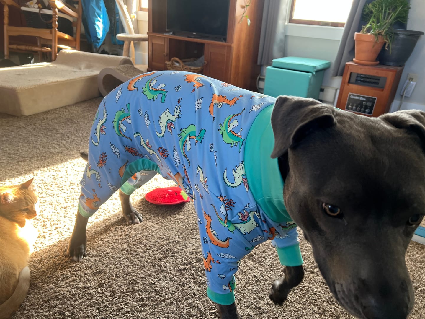Customer photo review of Dog Pajama - Dragons
