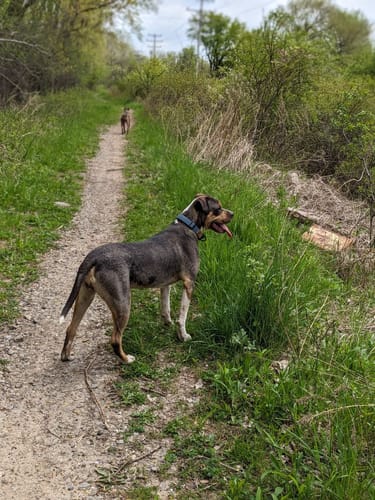 Customer photo review of Black Collar - Recycled Ripstop