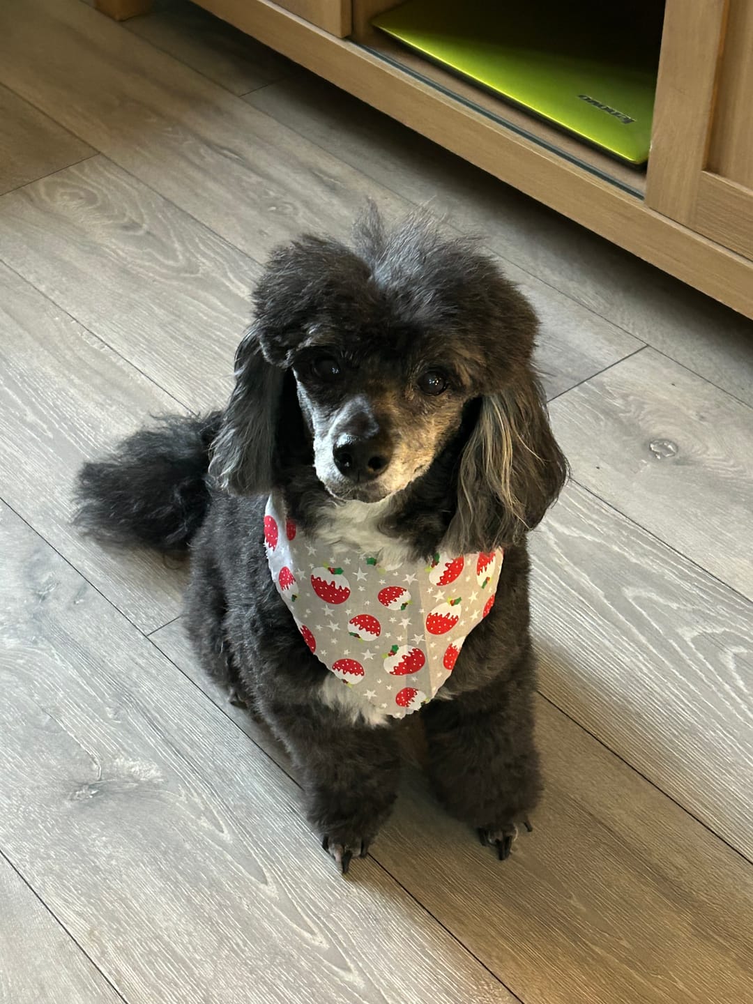 Customer photo review of Anti-Itch Dog Chews