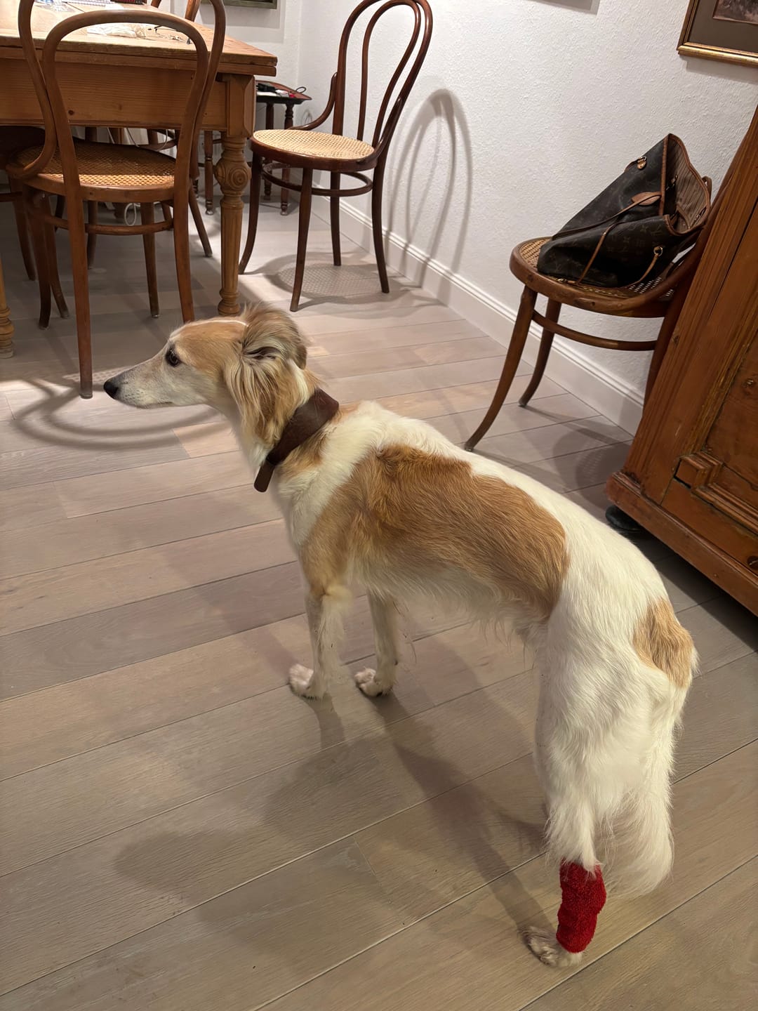 Customer photo review of Stretchy Fleece Dog Leg Warmer Sleeves