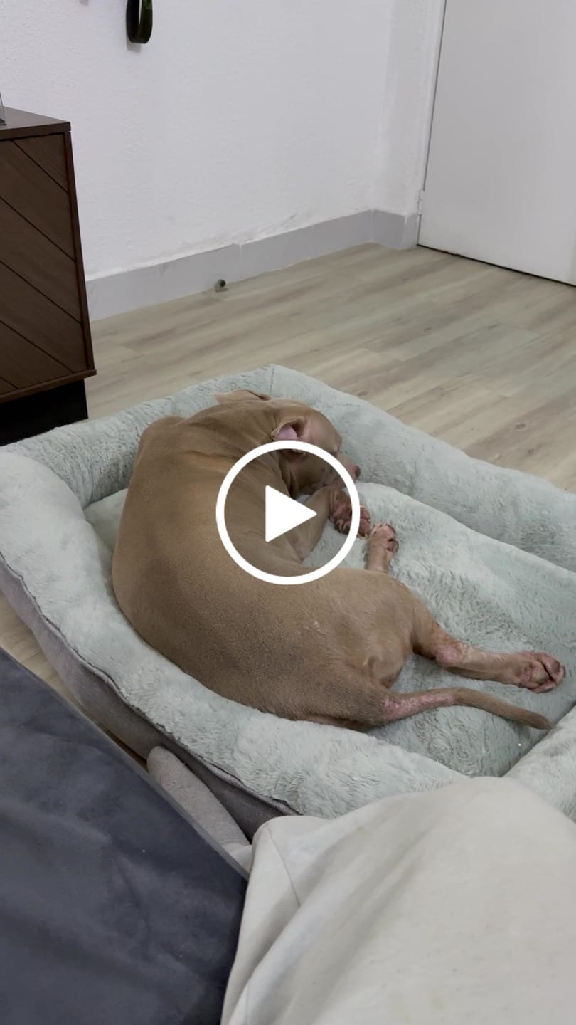 Customer video review of Cama Sofá para Perros