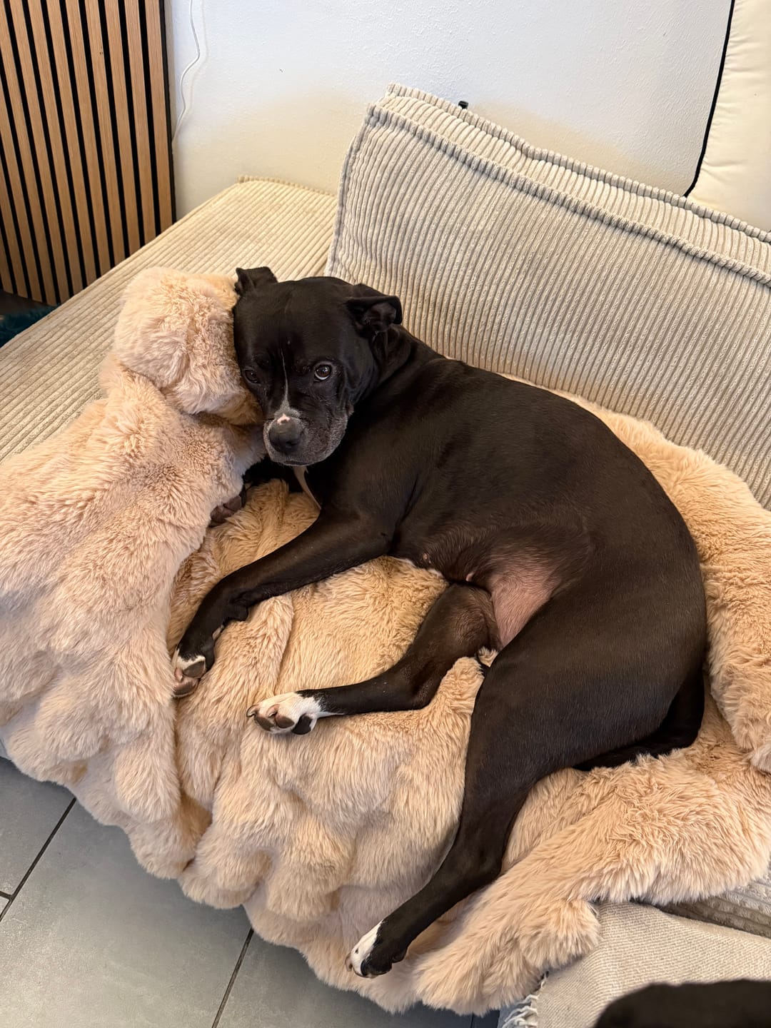 Customer photo review of Calming Fluffy Couch Cover Dog Bed - Beige