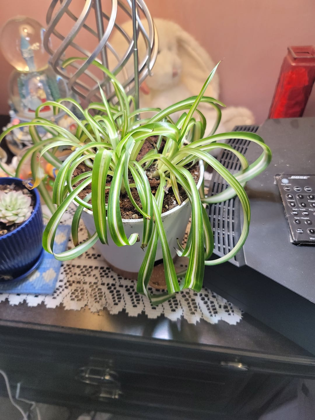 Customer photo review of Spider Plant Chlorophytum comosum