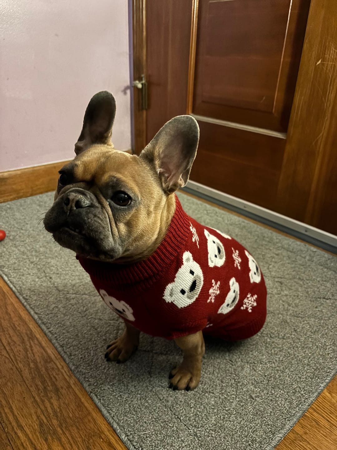 Customer photo review of Christmas Knit Dog Sweater