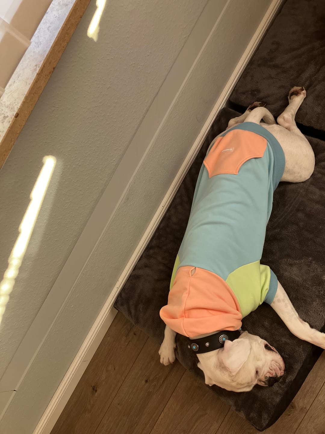 Customer photo review of Jelly Bean Dog Hoodie